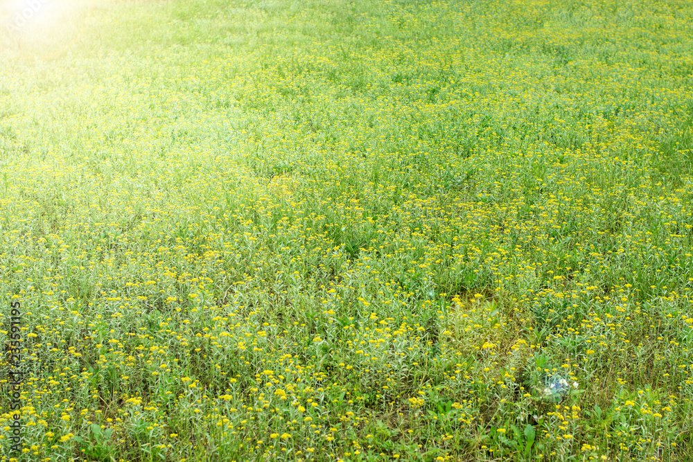 Gnaphalium affine/黄色花朵/春天背景