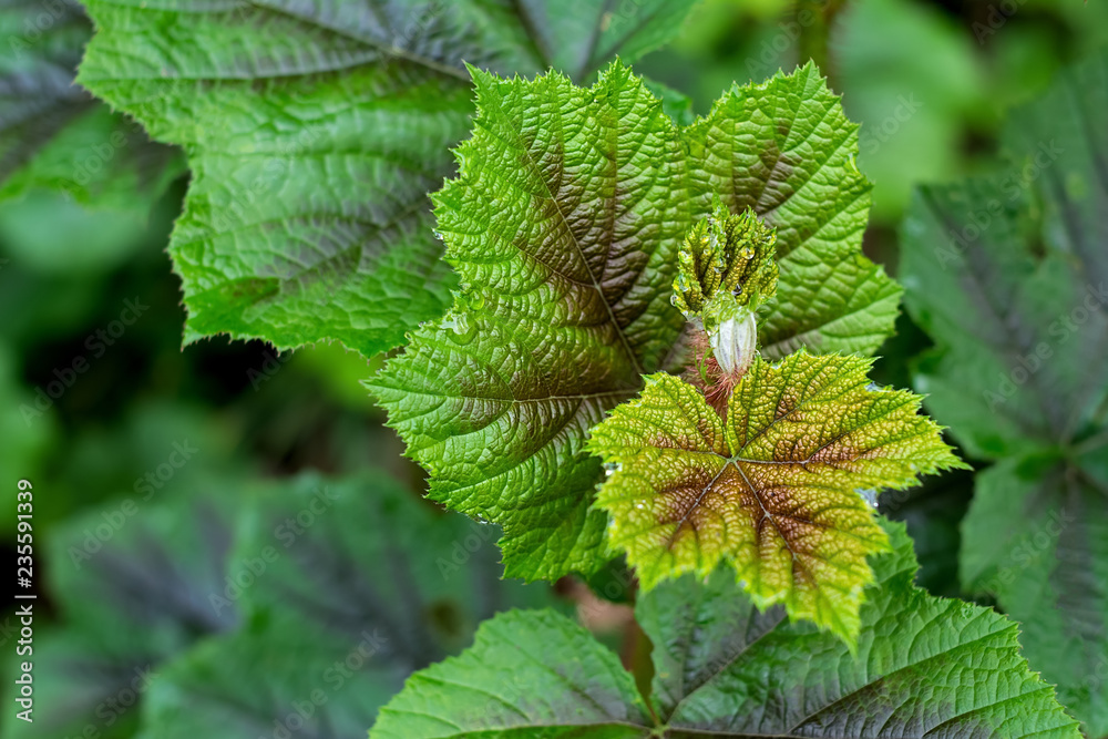 Spring thick leaf raspberry