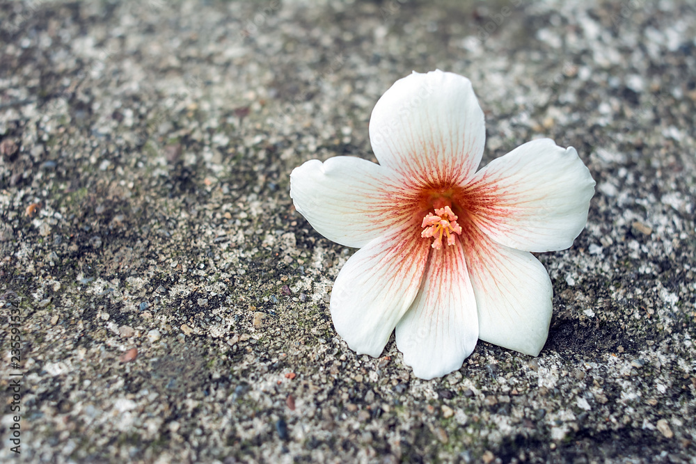 春天泡桐花