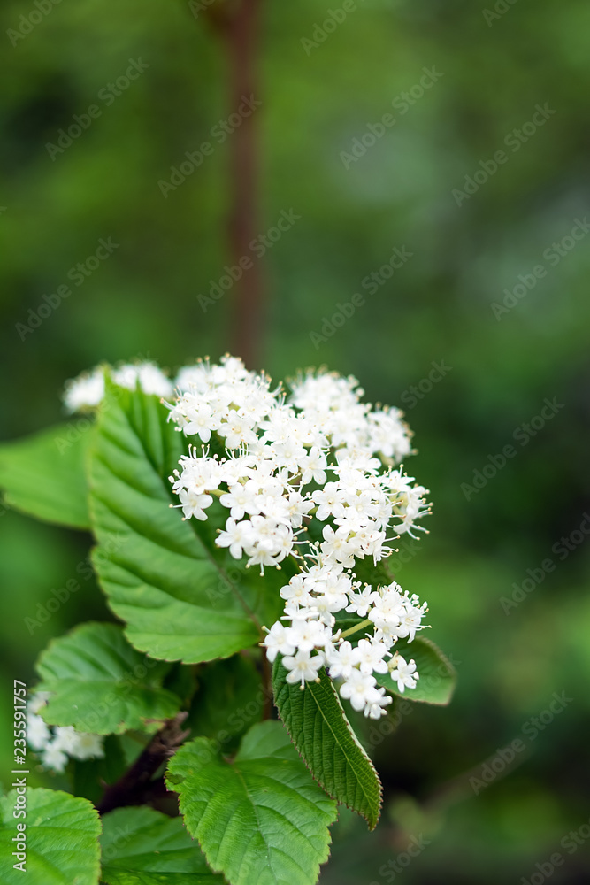 Viburnum/白花/春天背景材料