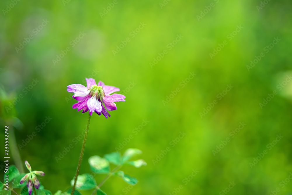 紫云莹/紫色花朵/朦胧梦幻的花朵背景