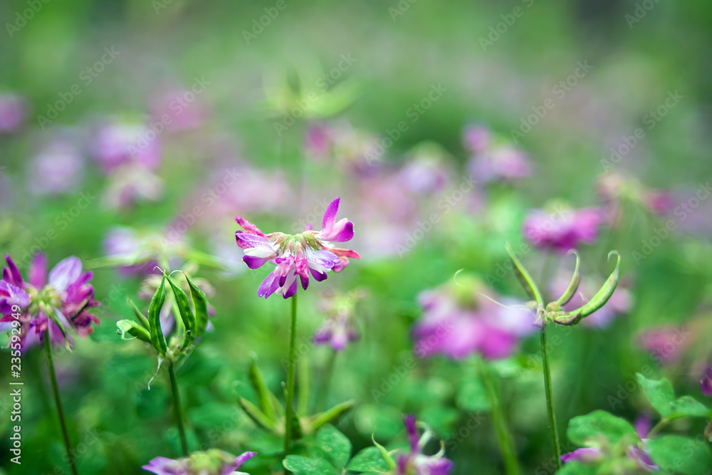 紫云莹/紫色花朵/朦胧梦幻的花朵背景