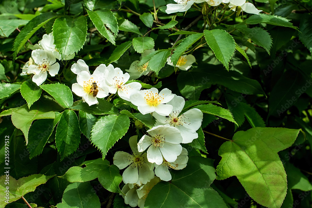 白色野玫瑰花