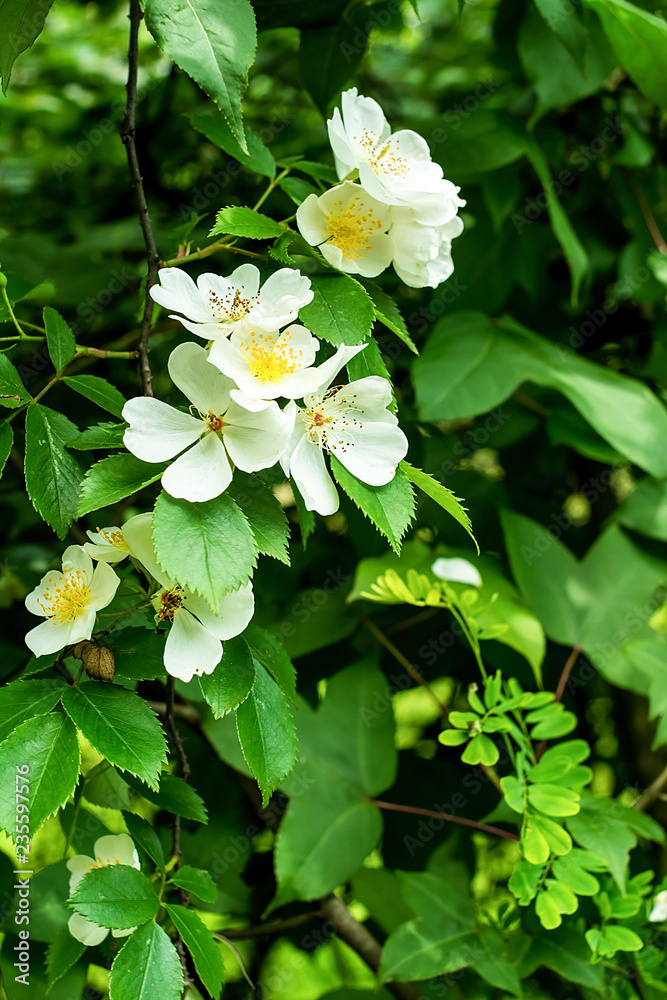 白色野玫瑰花