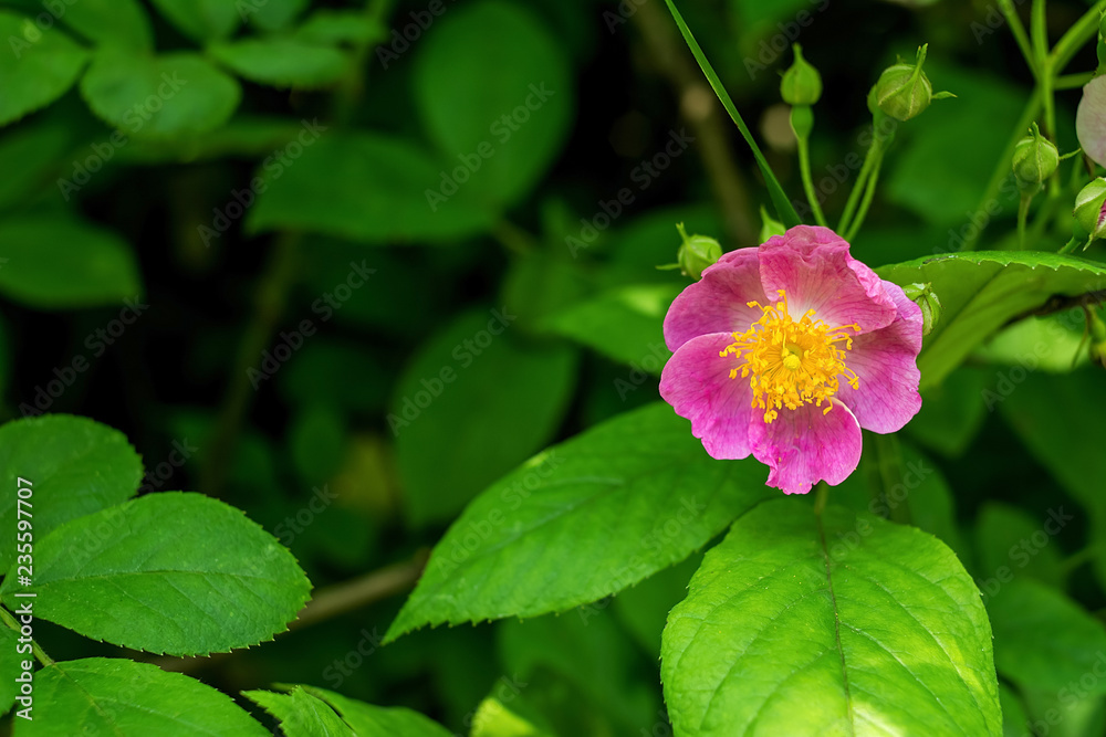 粉红野玫瑰花