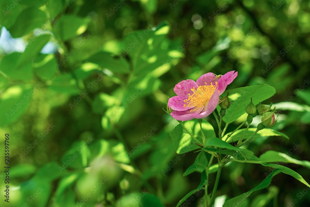 粉红野玫瑰花