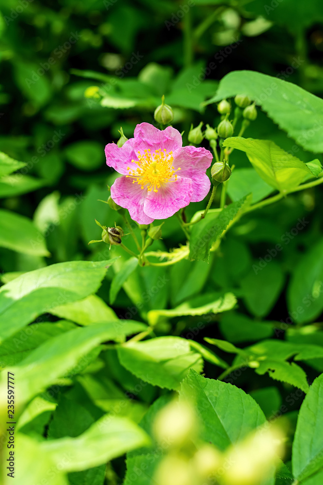 粉红野玫瑰花