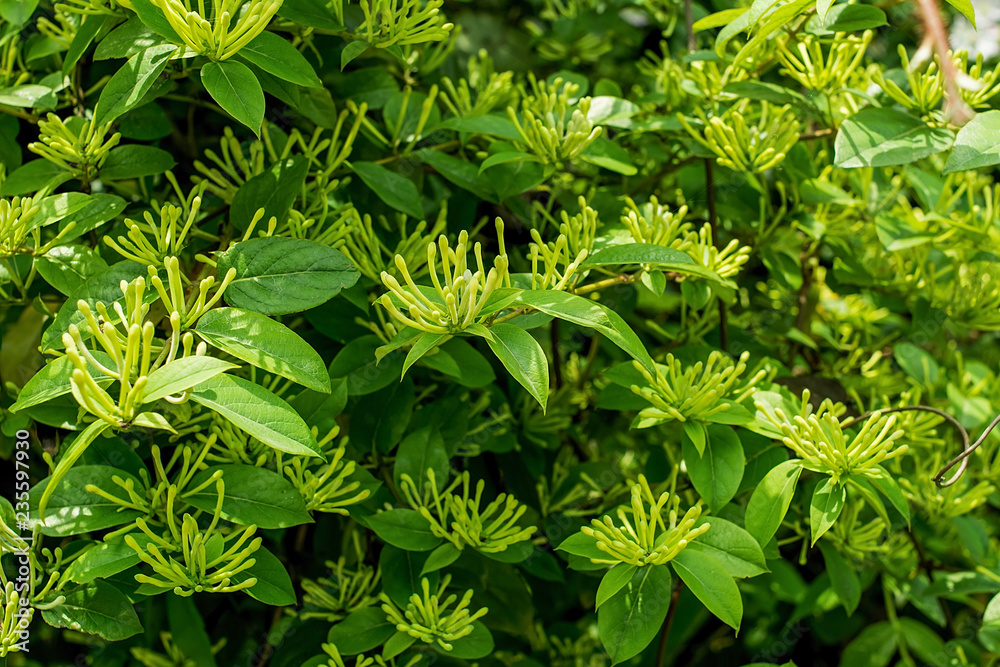 Chinese herbal medicine, tea, honeysuckle