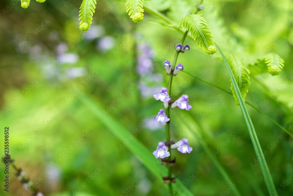 中草药