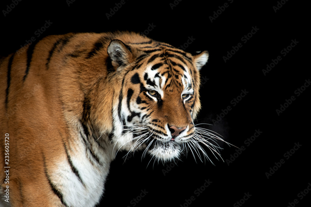 Tiger portrait on black background