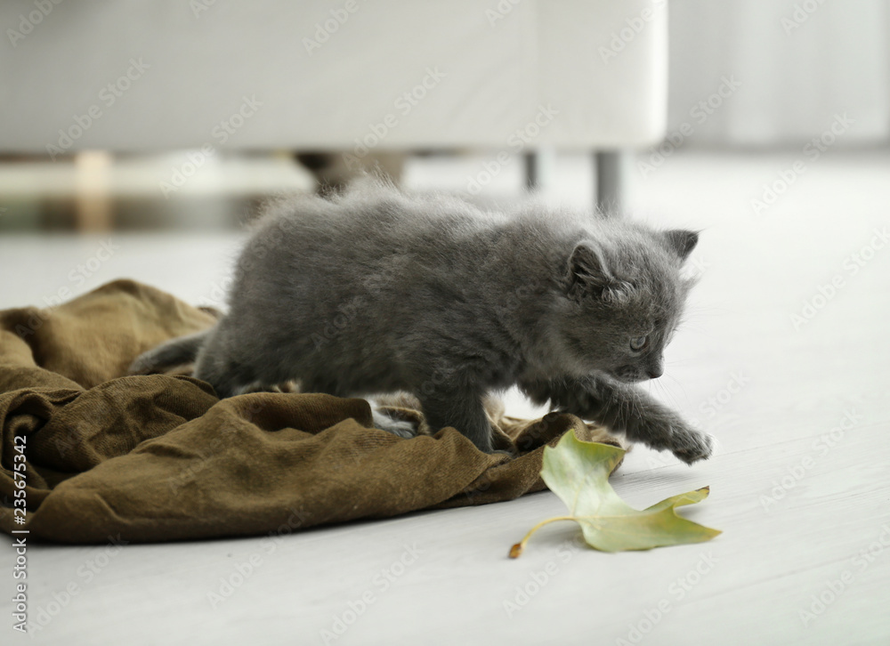 家里格子花纹的可爱小猫