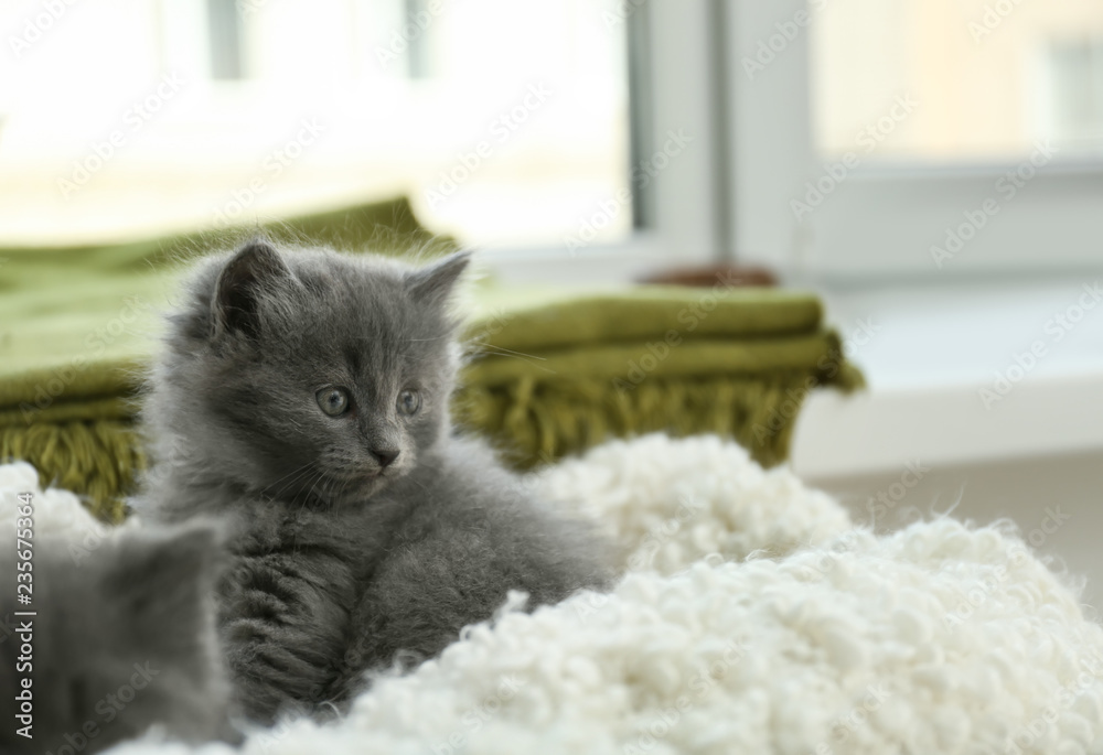 Cute little kittens on plaid at home