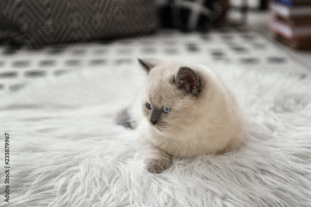 Cute little kitten on fluffy plaid at home