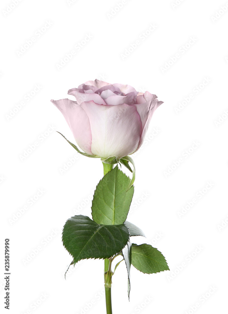 Beautiful rose on white background