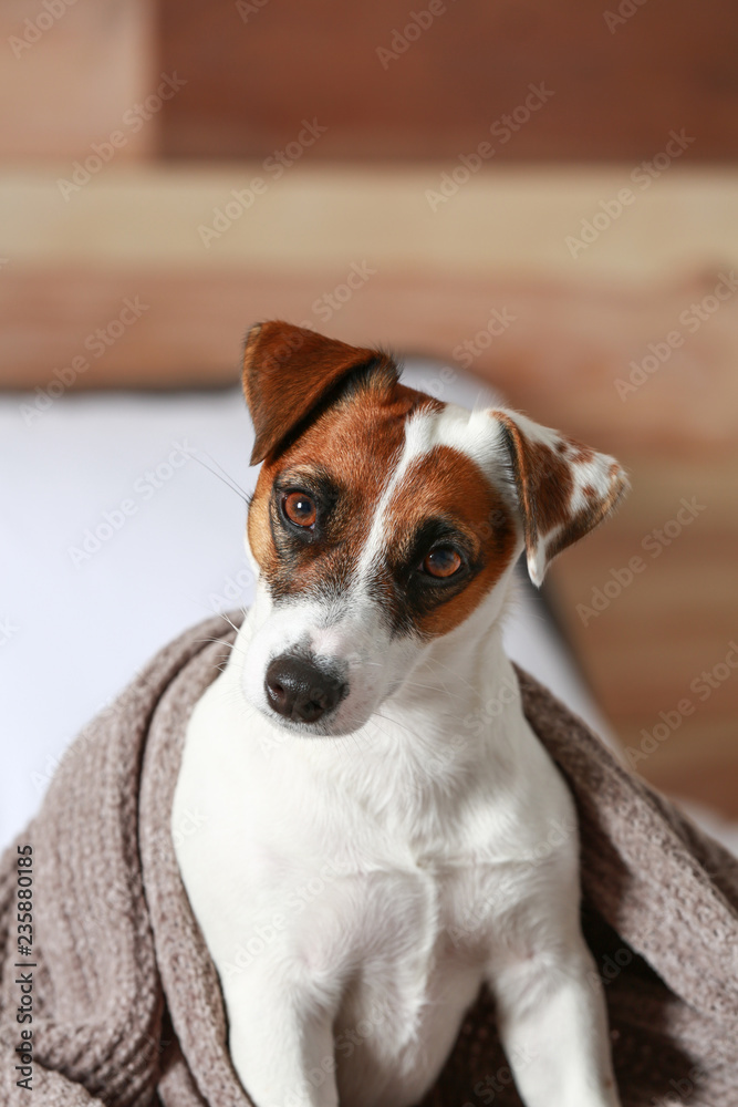 Cute Jack Russell terrier on bed at home