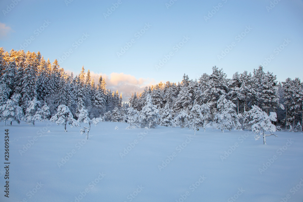 美丽的冬季景观雪树