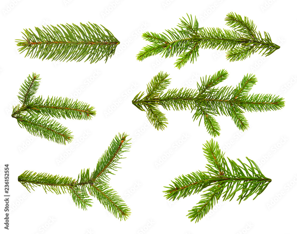 Set of fir branches.