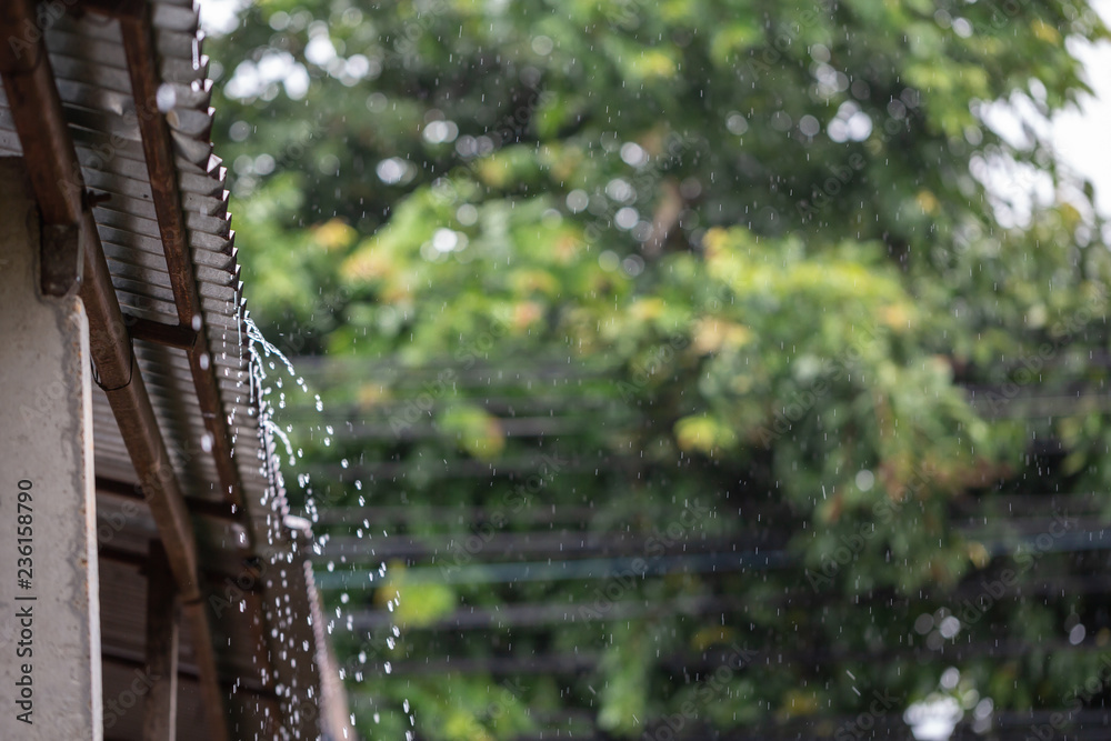 The rain fell on the zinc roof with trees as the background.