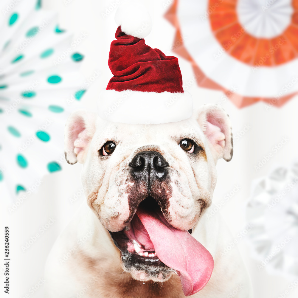 Portrait of a cute Bulldog puppy wearing a Santa hat