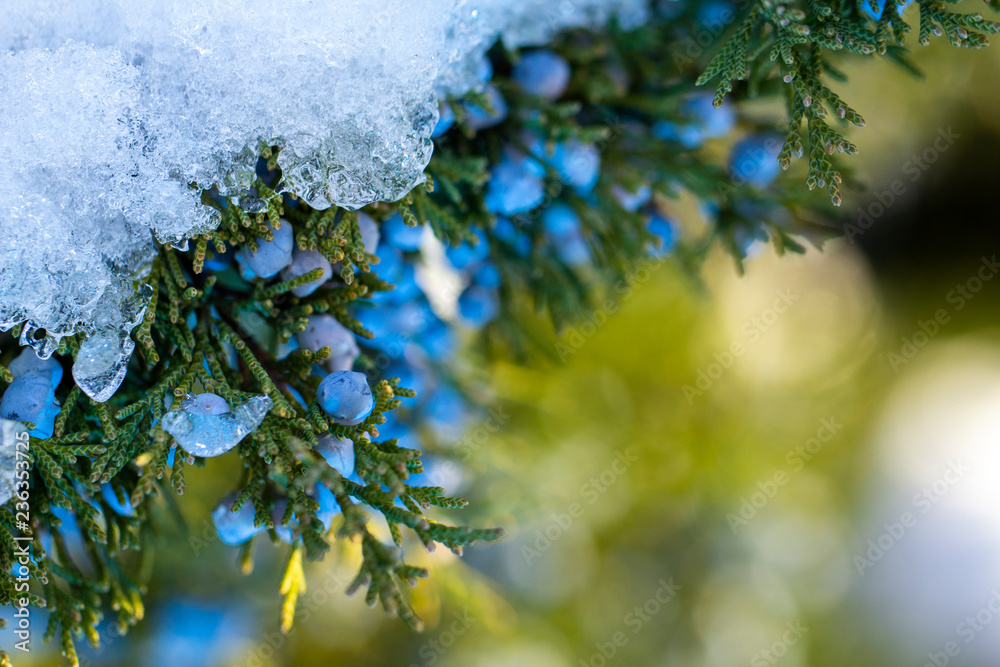 Beautiful bush of a juniper with berries