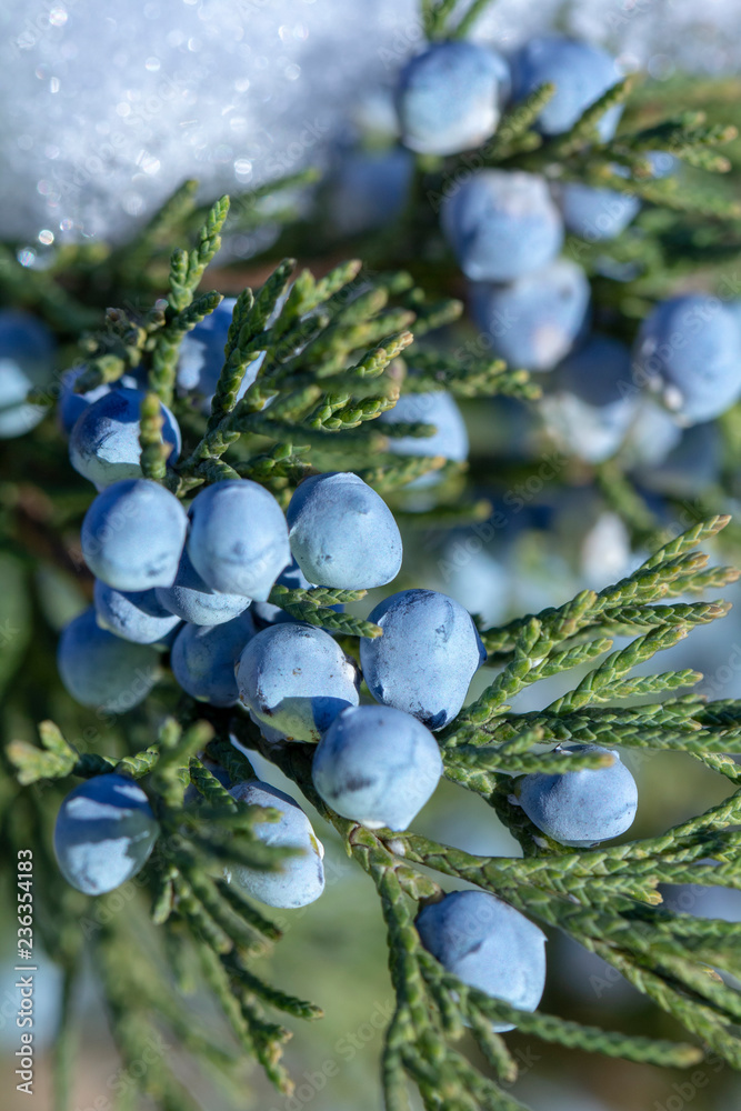 Beautiful bush of a juniper with berries