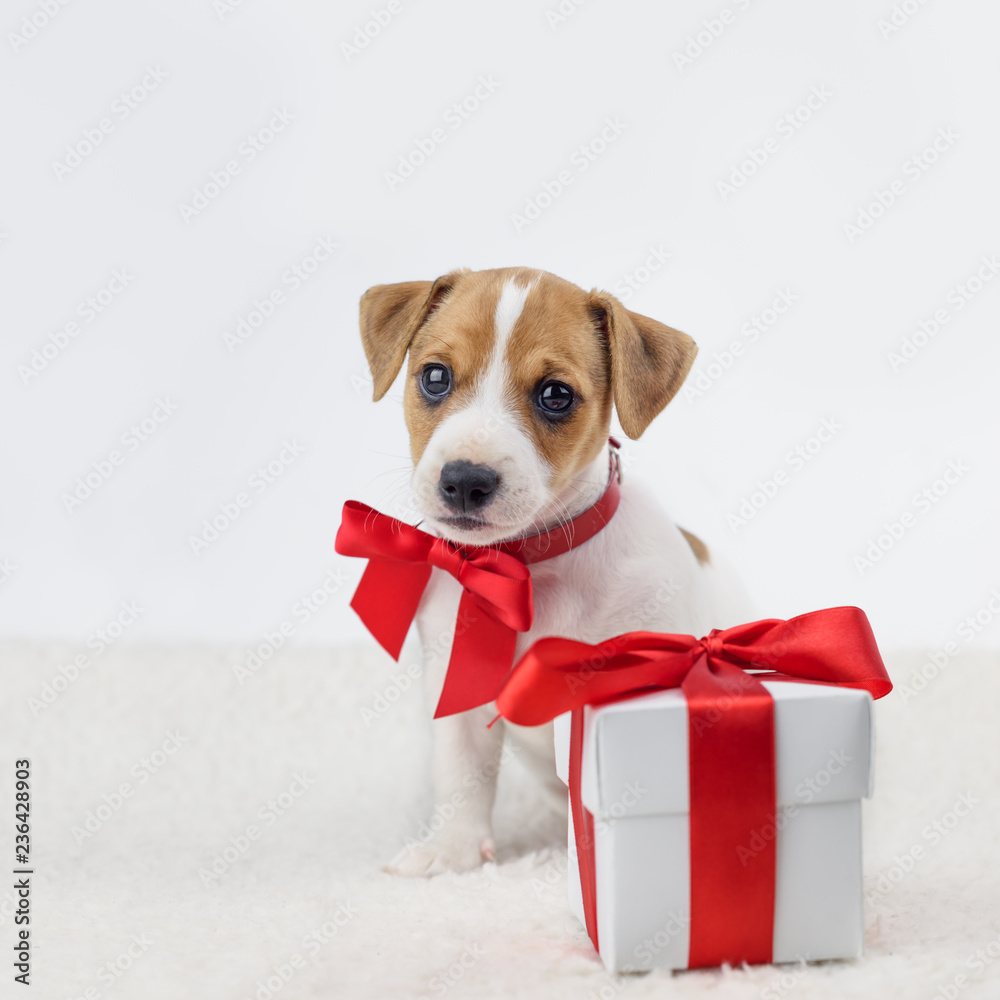 jack russel puppy with red bow and gift box laying on the white bed. Christmas concept