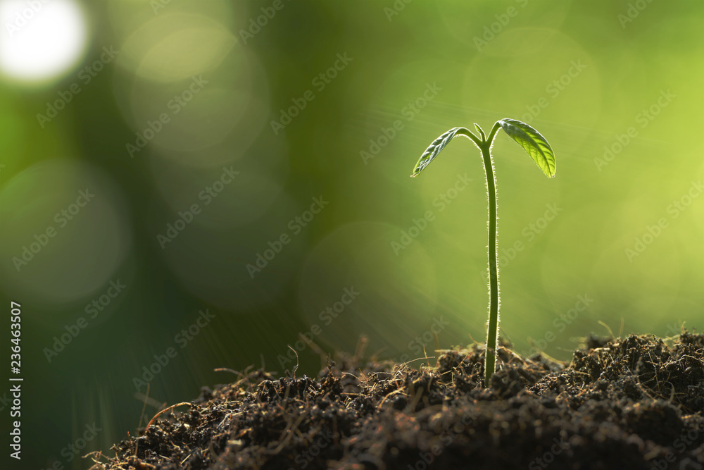 自然背景下晨光中的年轻植物