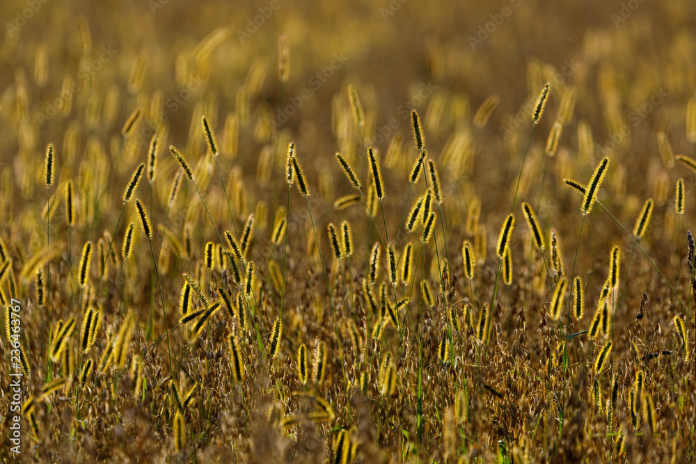 Timothy hay，phleum pratense，用作覆盖作物、绿肥、氮固定剂，莫霍克山谷，孟