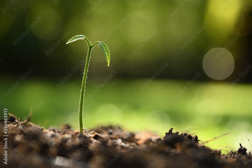 Young plant in the morning light on nature background