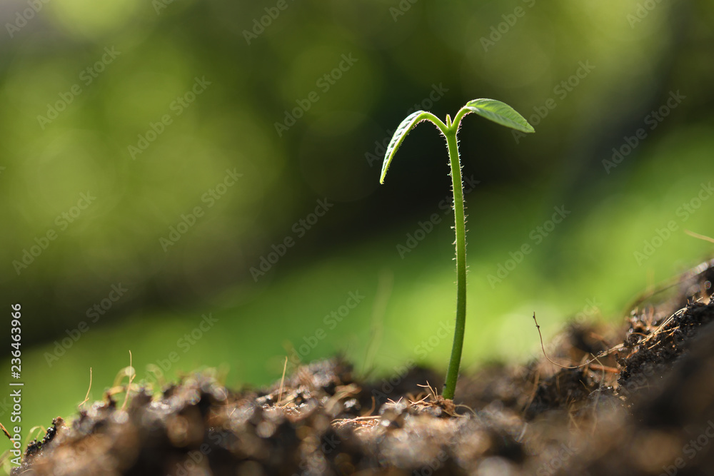 自然背景下晨光中的年轻植物