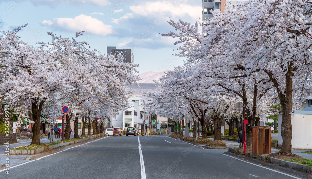 日本山形町路边樱花盛开。