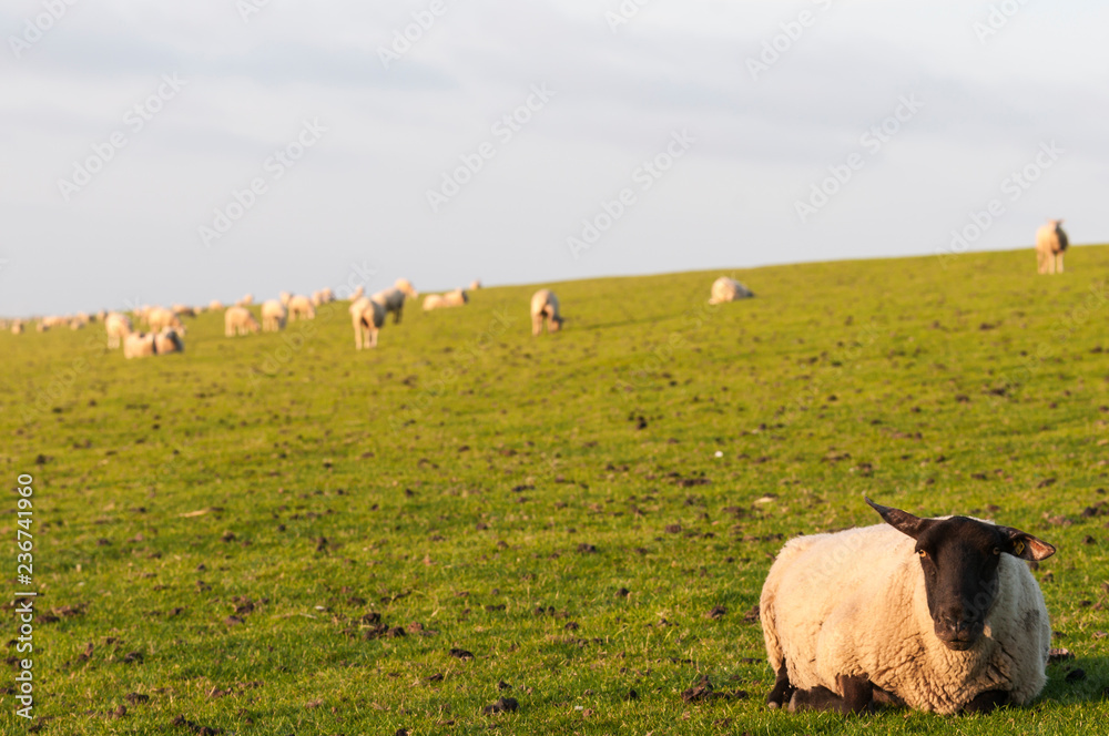  Sheeps on a dike / German North Sea region, sheeps on a dike.