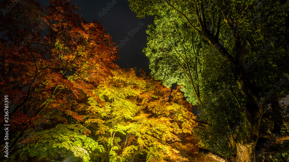 美丽的日本花园，名为Mifuneyama Rakuen，秋天的夜景中有枫叶。