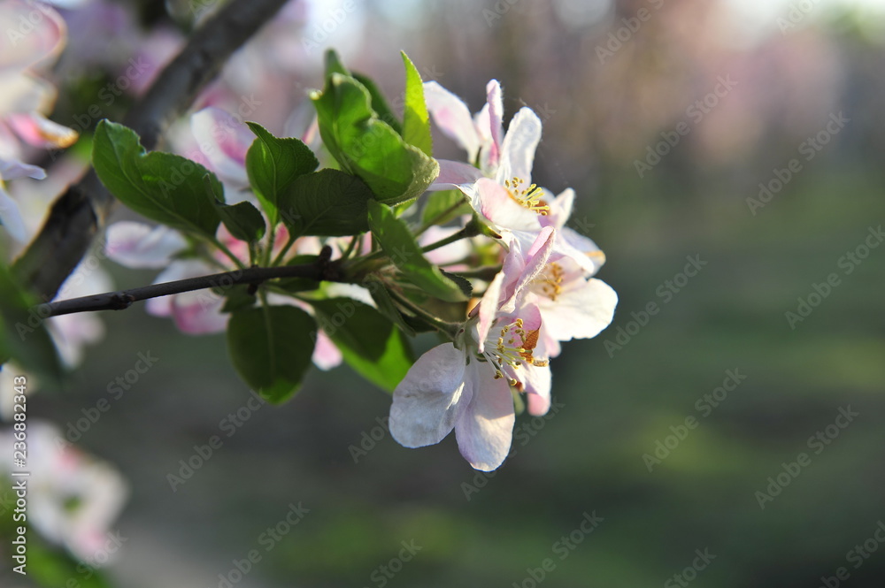 中华螃蟹苹果开花