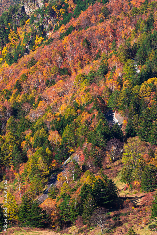 日本长野县山田温泉高村美丽的秋山。