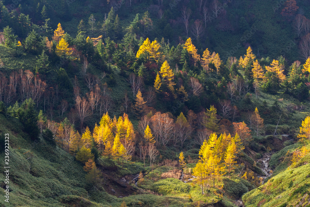 日本长野县志贺根山的秋日山景。