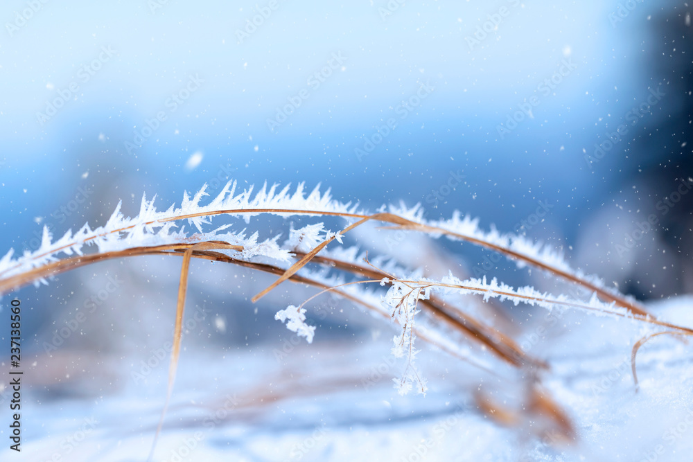 降雪期间美丽的阳光明媚、白雪皑皑的乡村场地细节。使用了选择性焦点。