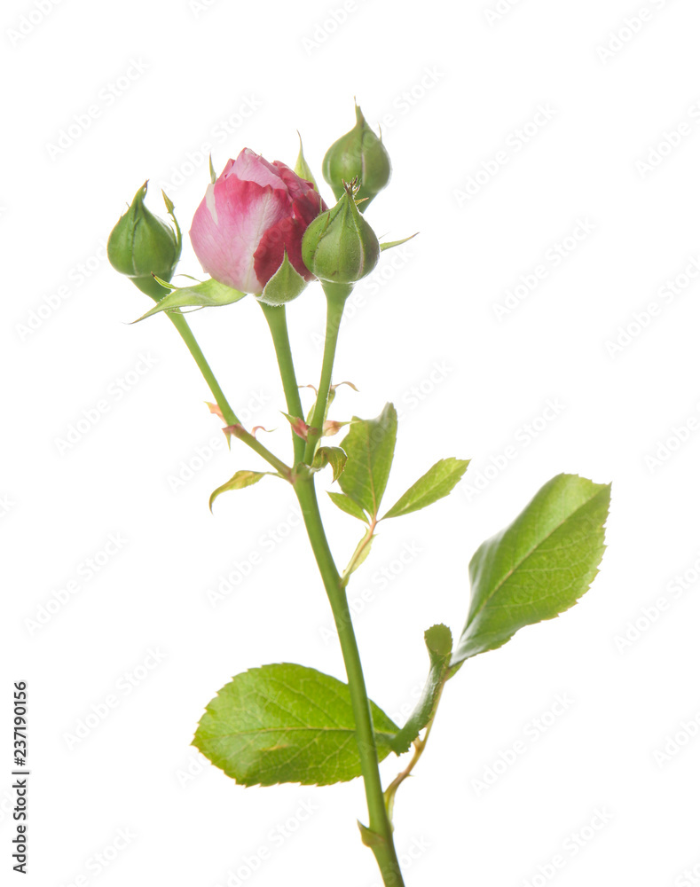 Beautiful rose on white background