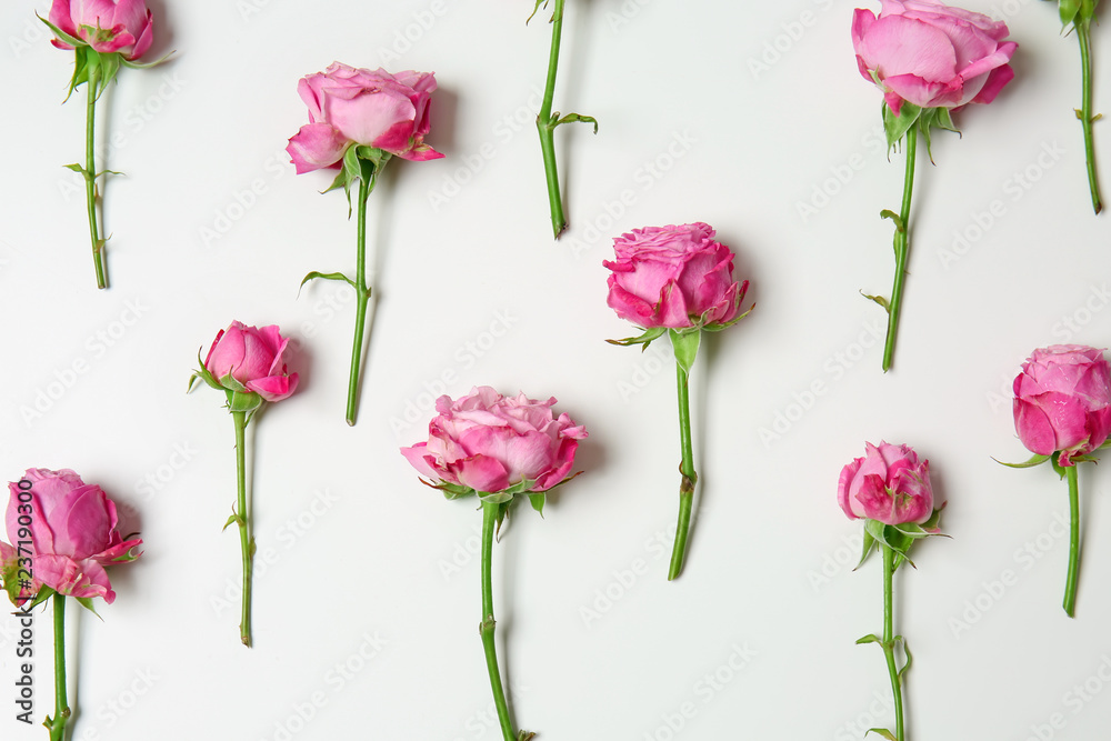 Beautiful pink roses on white background