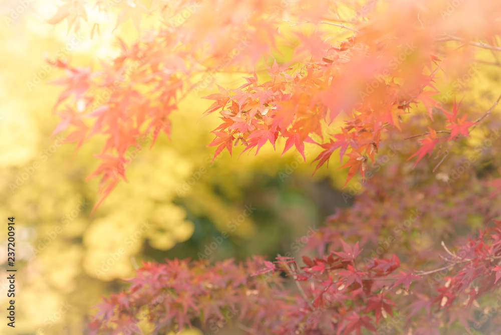 阳光下花园里秋天的红黄色日本枫叶。