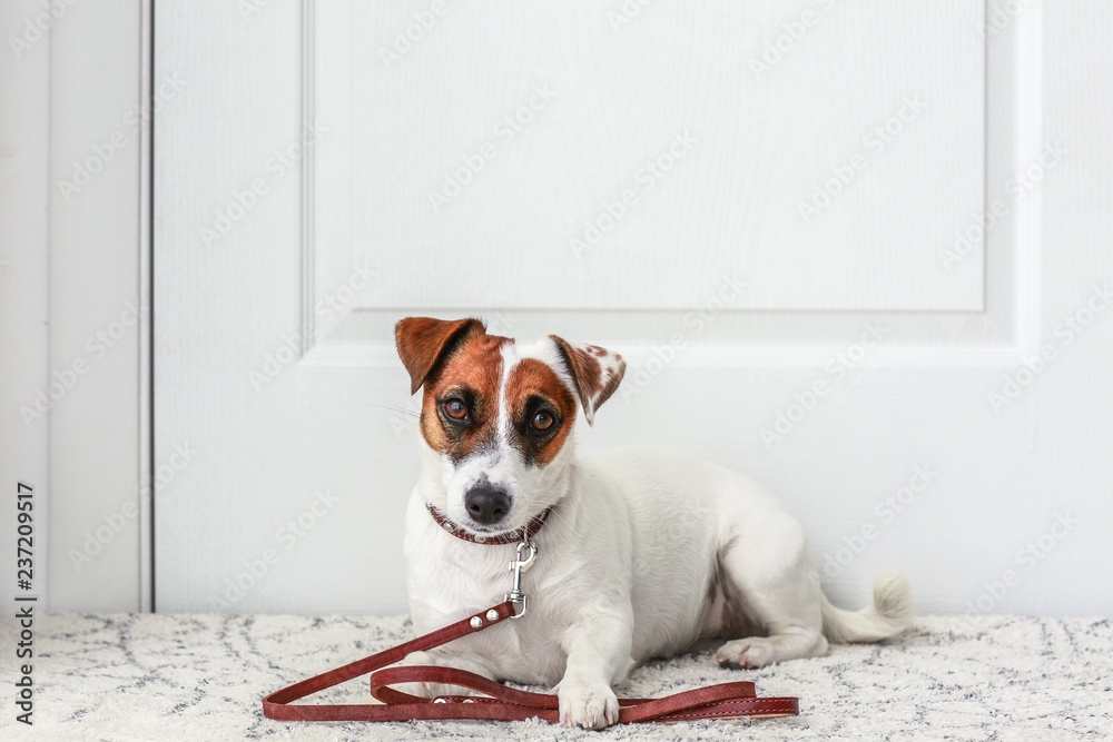 Cute Jack Russell terrier lying on rug near door at home