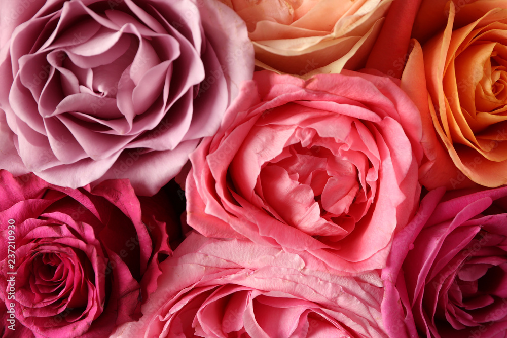 Beautiful colorful roses, top view