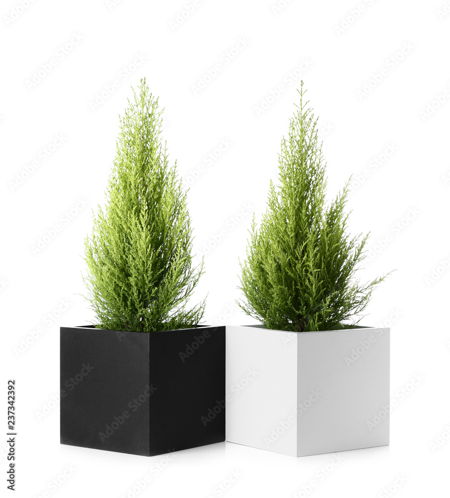 Cypress trees on white background