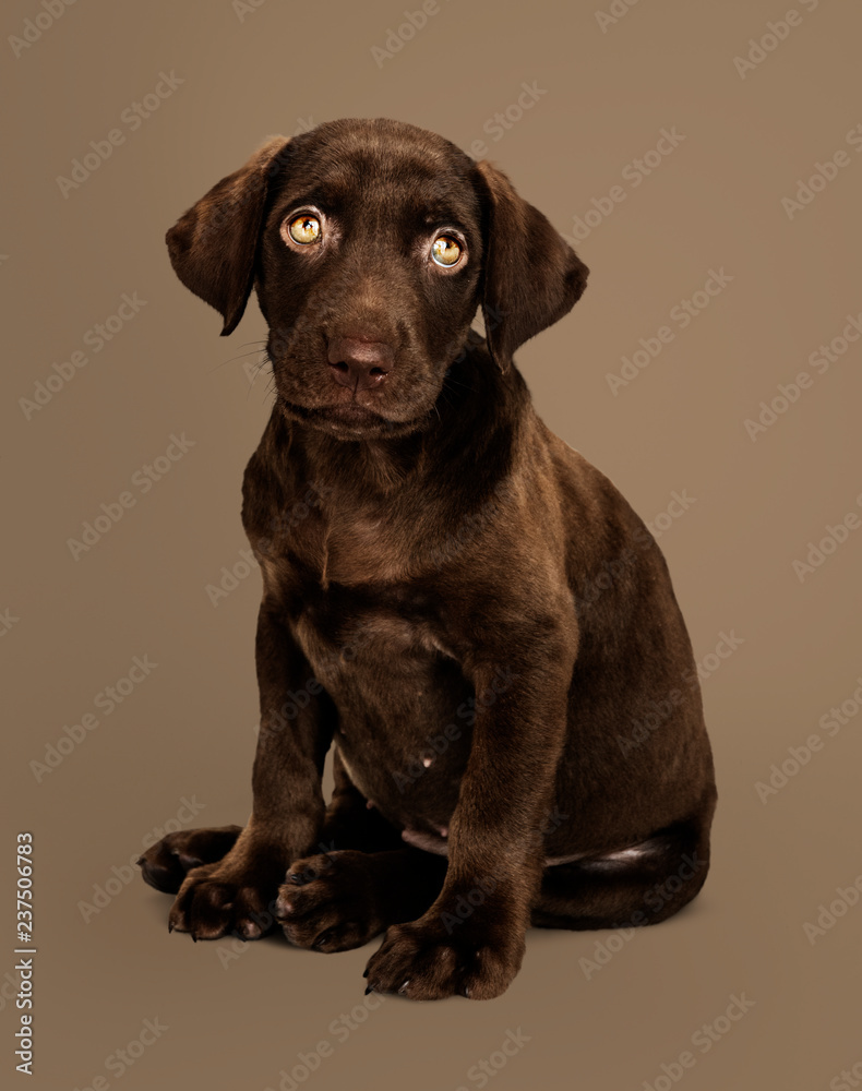 Adorable chocolate Labrador Retriever portrait