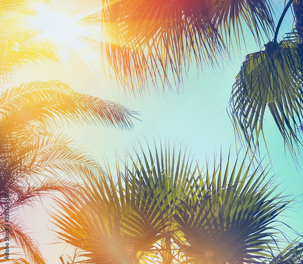 Beautiful palm leaves on sunset against blue sky in sunshine. Palm trees at tropical coast in summer