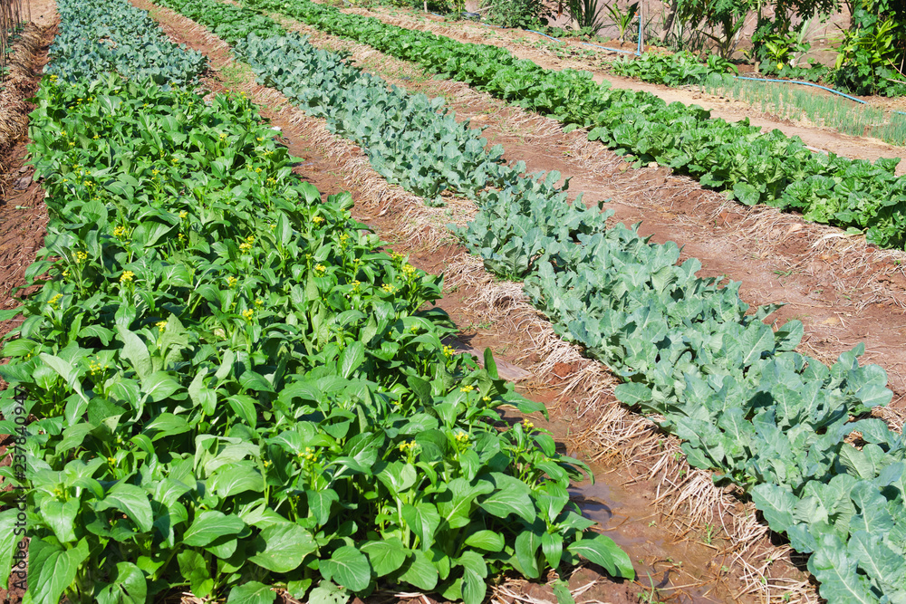 green vegetable in garden