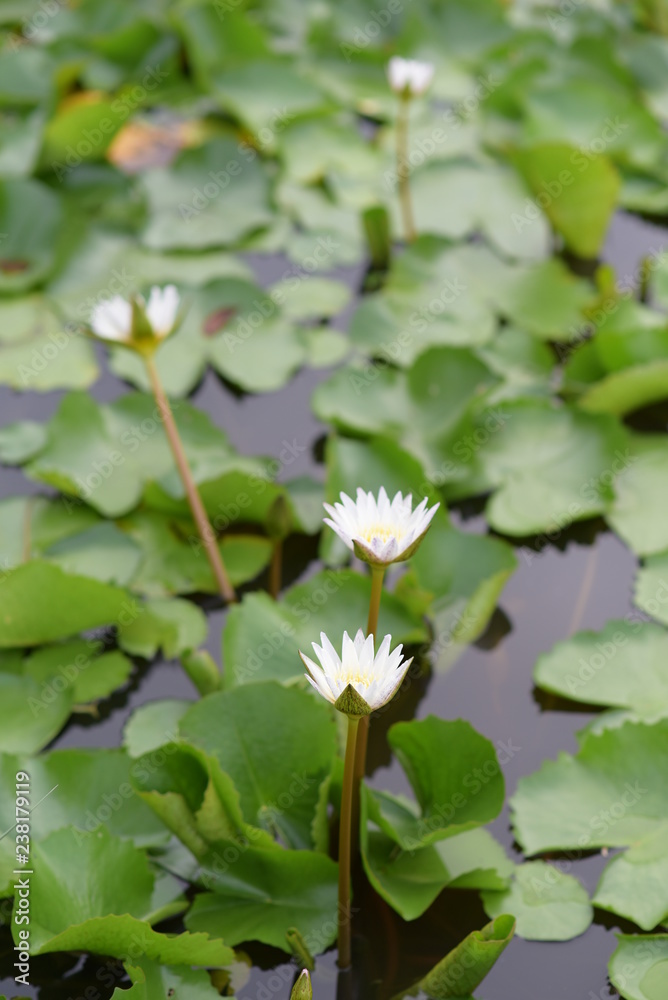 莲花