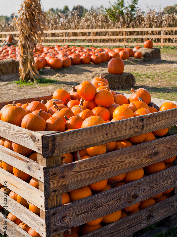 Pumpkins for sale in the farm shop after harvest.