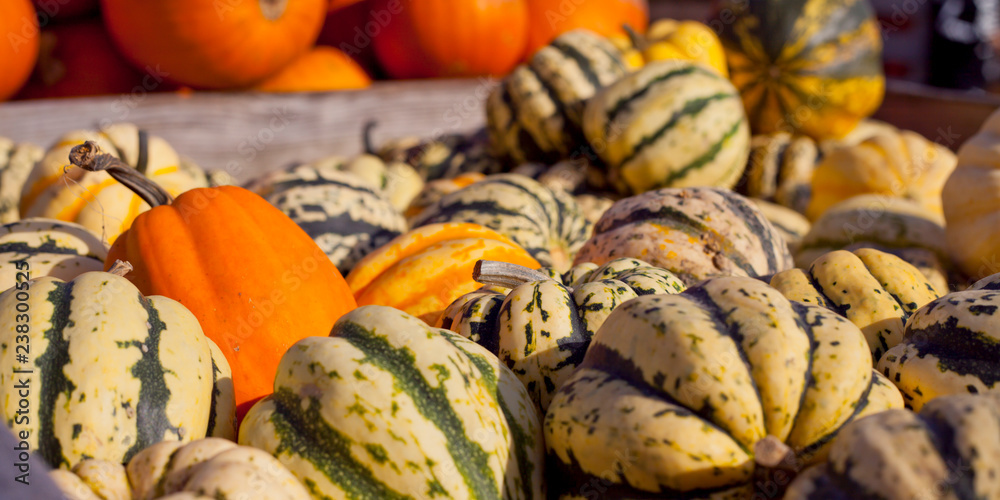 Sweet Dumpling Squash -  small stripy very sweet pumpkin with the ridges. Plant based diet, vegetabl