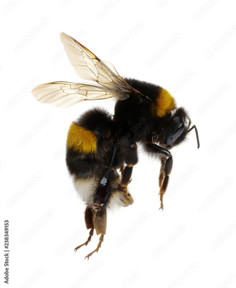 bumblebee isolated on the white